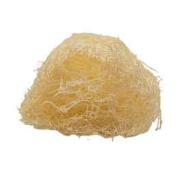 Luffa bio du Québec 😍🌱 - Grade 1, format petit
