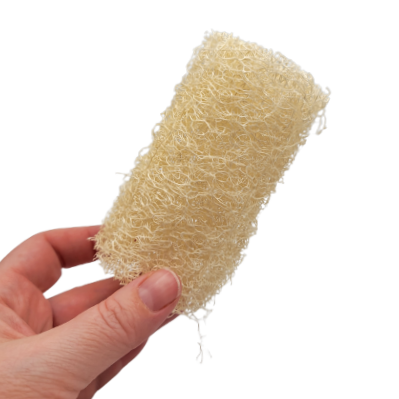 Luffa bio du Québec 😍🌱 - Grade 1, format petit